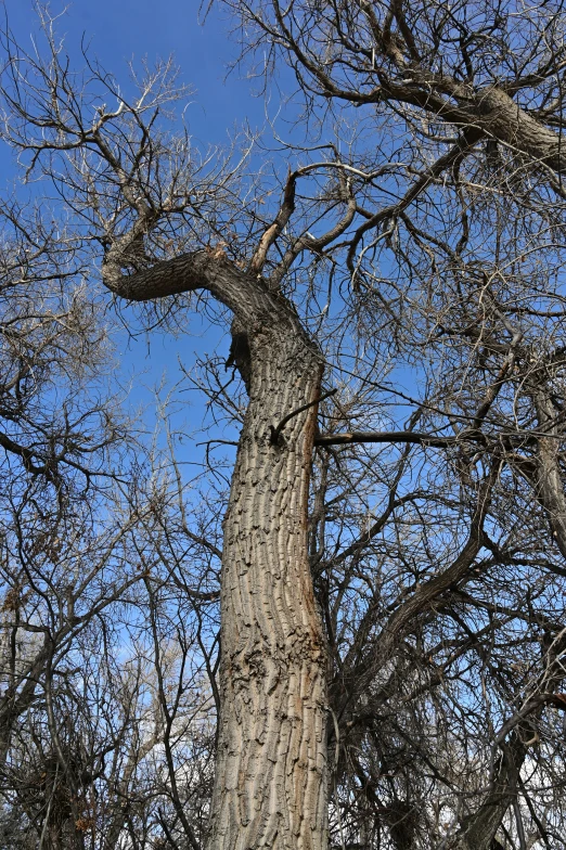 a tall tree that is very tall and bare