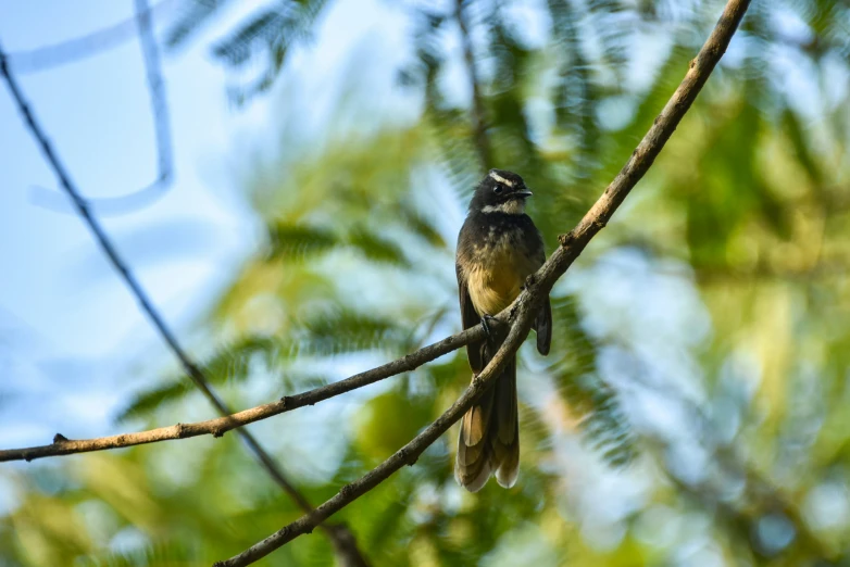 a bird perched on a nch in a tree