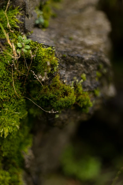 an area of moss growing on the rocks