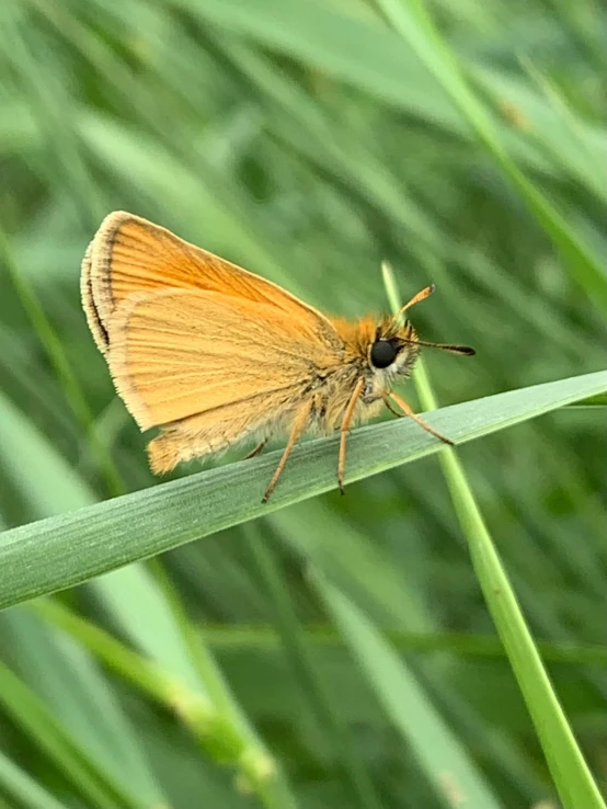 orange erfly resting on a blade of grass