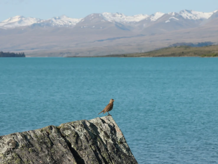 a lone bird on the edge of a large rock over looking a beautiful lake with mountains in the distance