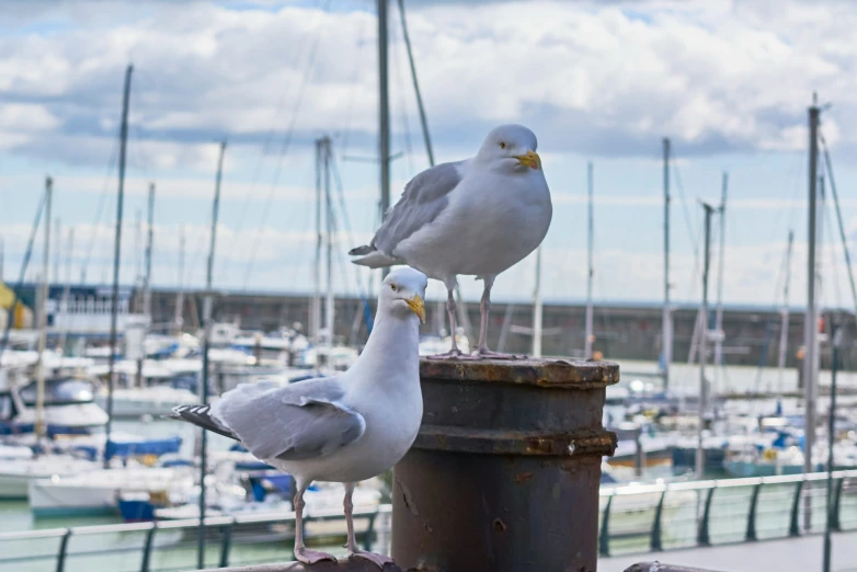 three birds sit on top of a pole next to a marina