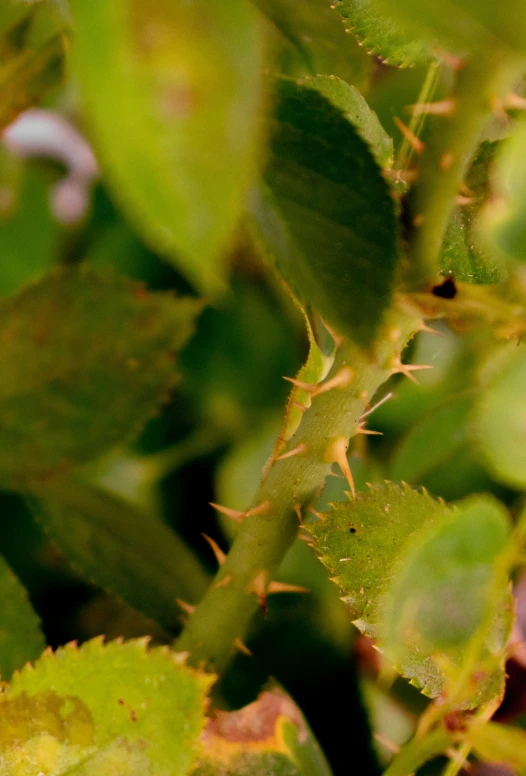 the small bird is on top of the green leaf