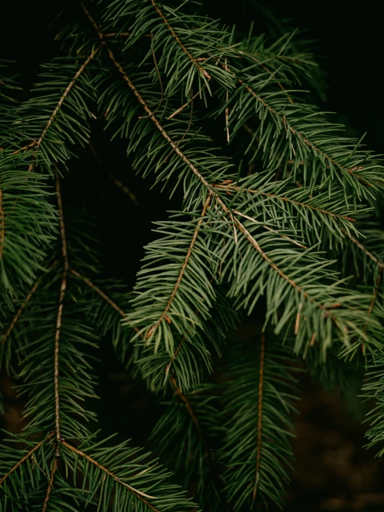 closeup po of pine needles on the top nch