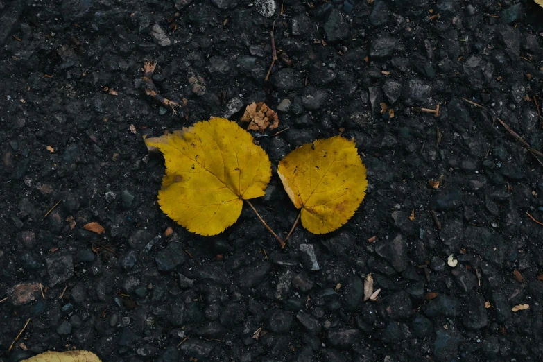 a fallen leaf on the ground with some black rocks
