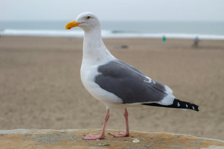 a bird is standing on a rock looking over the beach