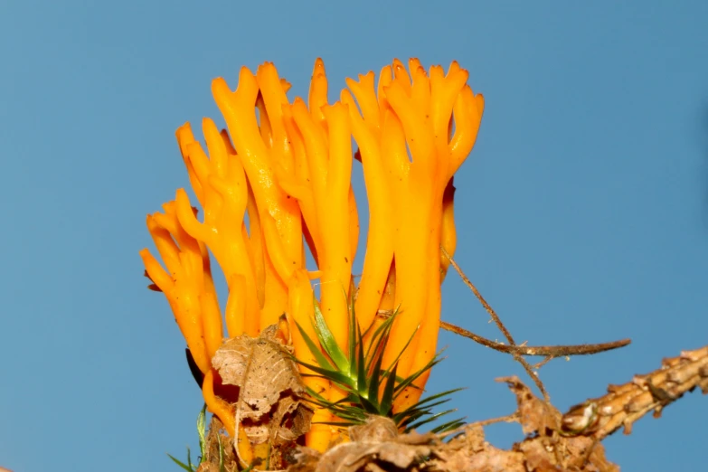 yellow flowers and grass are growing out of a dead tree