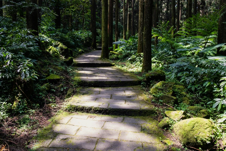 the pathway in the forest is made of stone