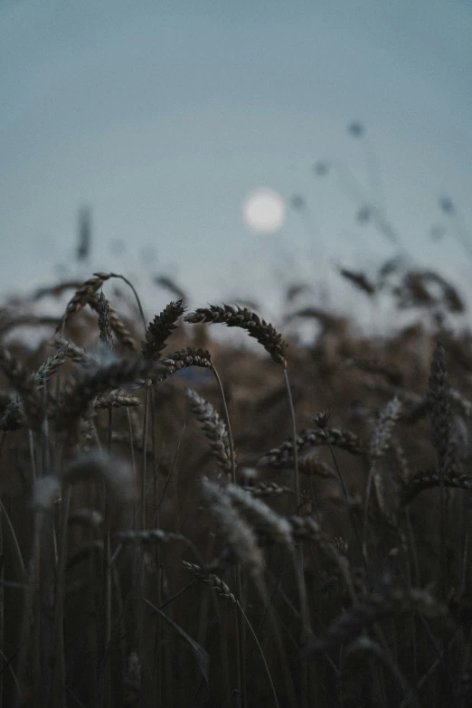 the light of the moon is shining down on this field