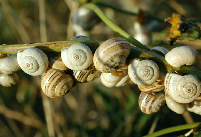 some sea shells are gathered together near the grass