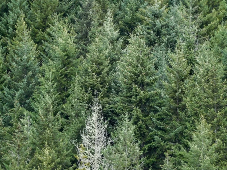 a group of fir trees, the tops are very green