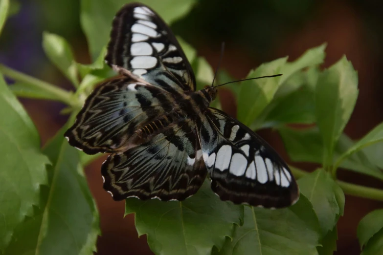 the erfly is laying on the leaf outside