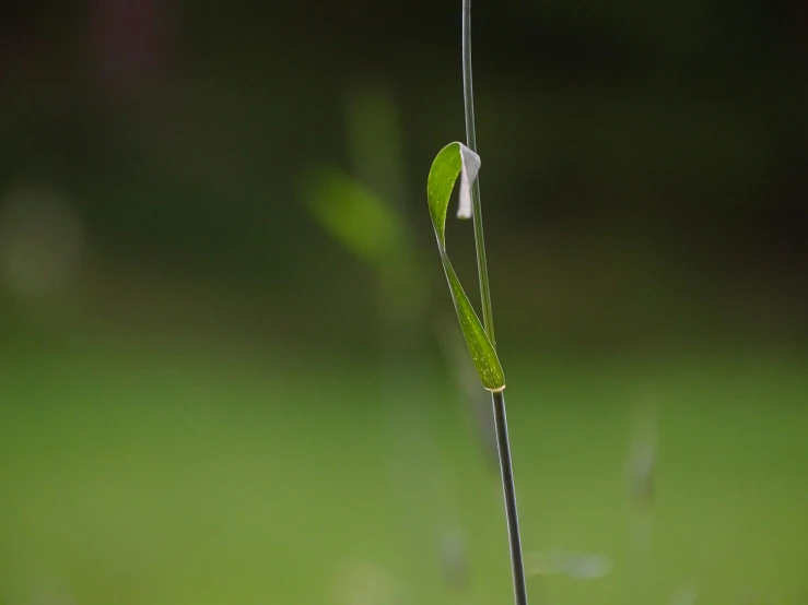 the flower stalk on the top has a bug attached to it