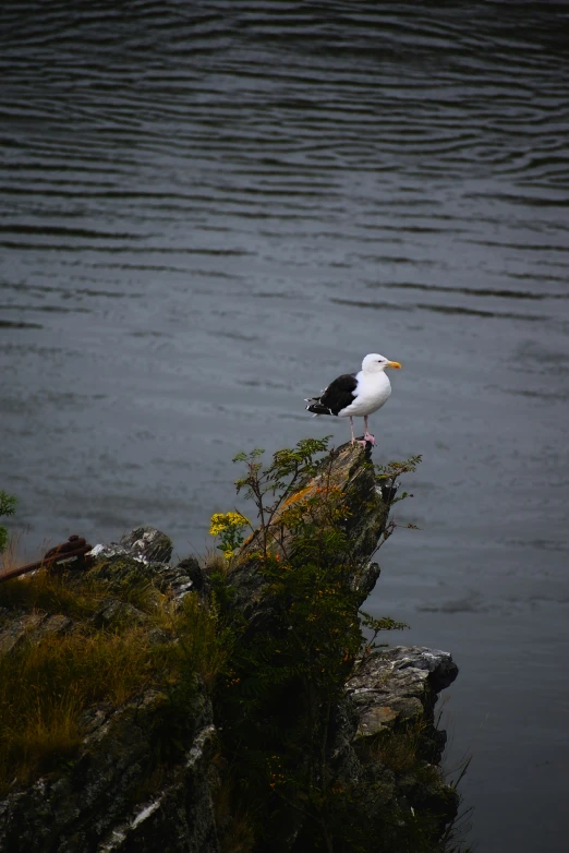 a bird sitting on top of a rock near a body of water