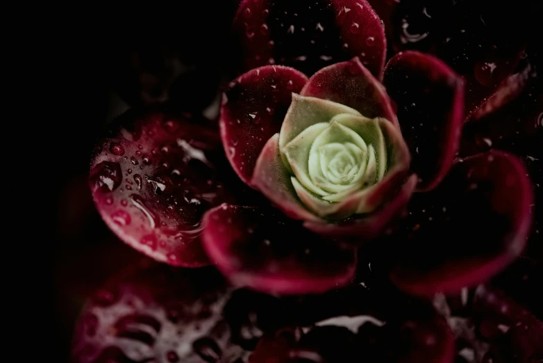 a close - up view of the back end of a flower's center