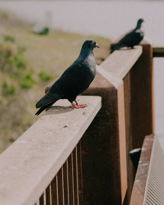 two black birds on a wall near a fence