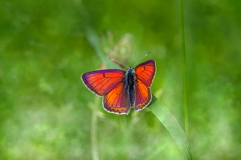 a colorful erfly is sitting on top of a blade of grass