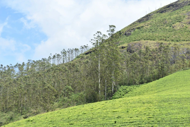 green hilly hill surrounded by trees and grass