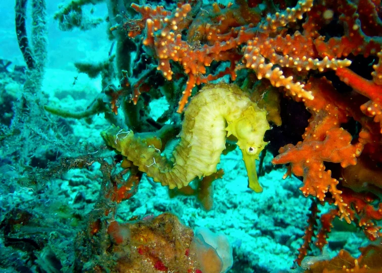 an ocean life po taken on the sea floor