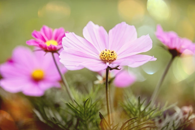 a cluster of flowers in a field