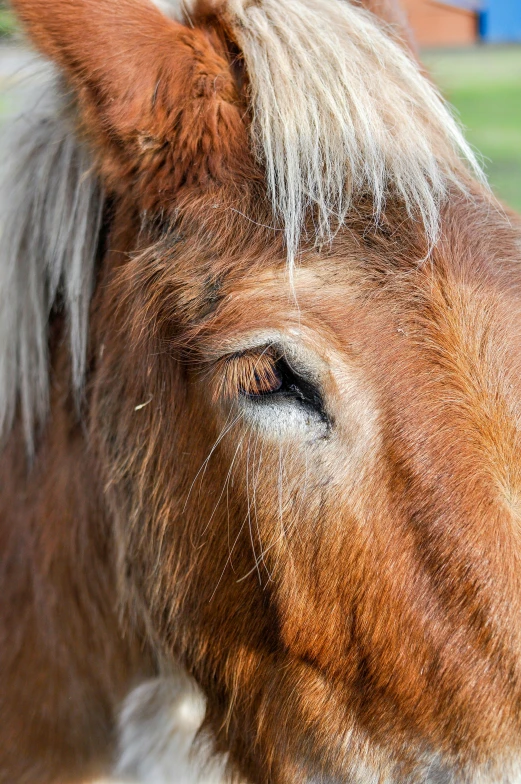 a horse's eye is shown as it stands outside
