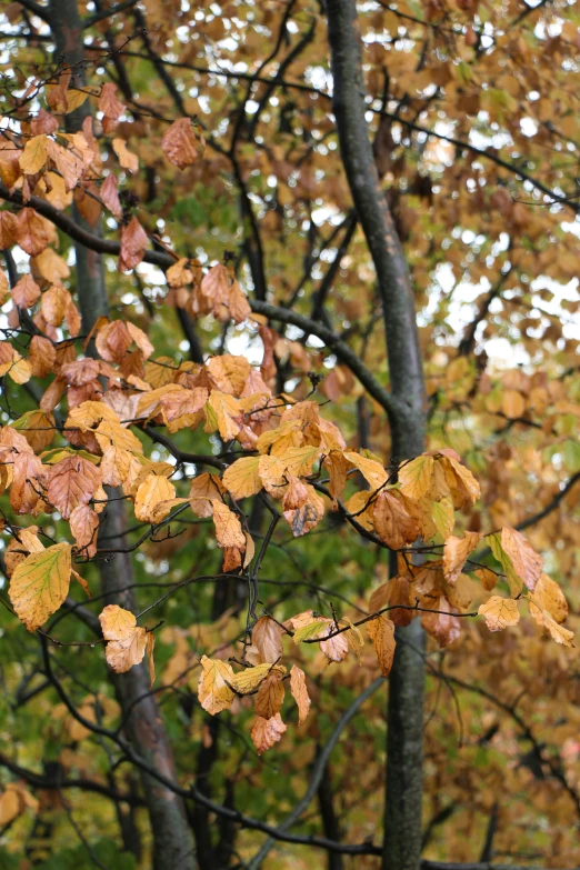 leaves on nches in front of trees during the day