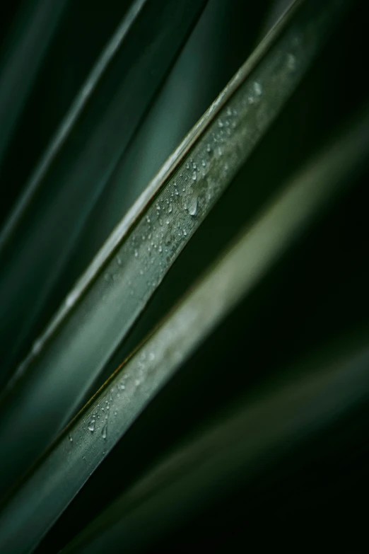 water drops hang on top of green leaves