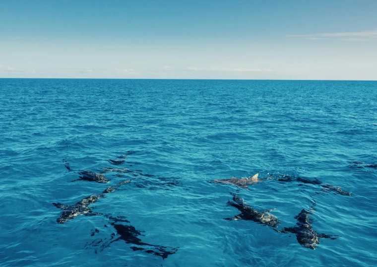 group of gray sharks in the blue water