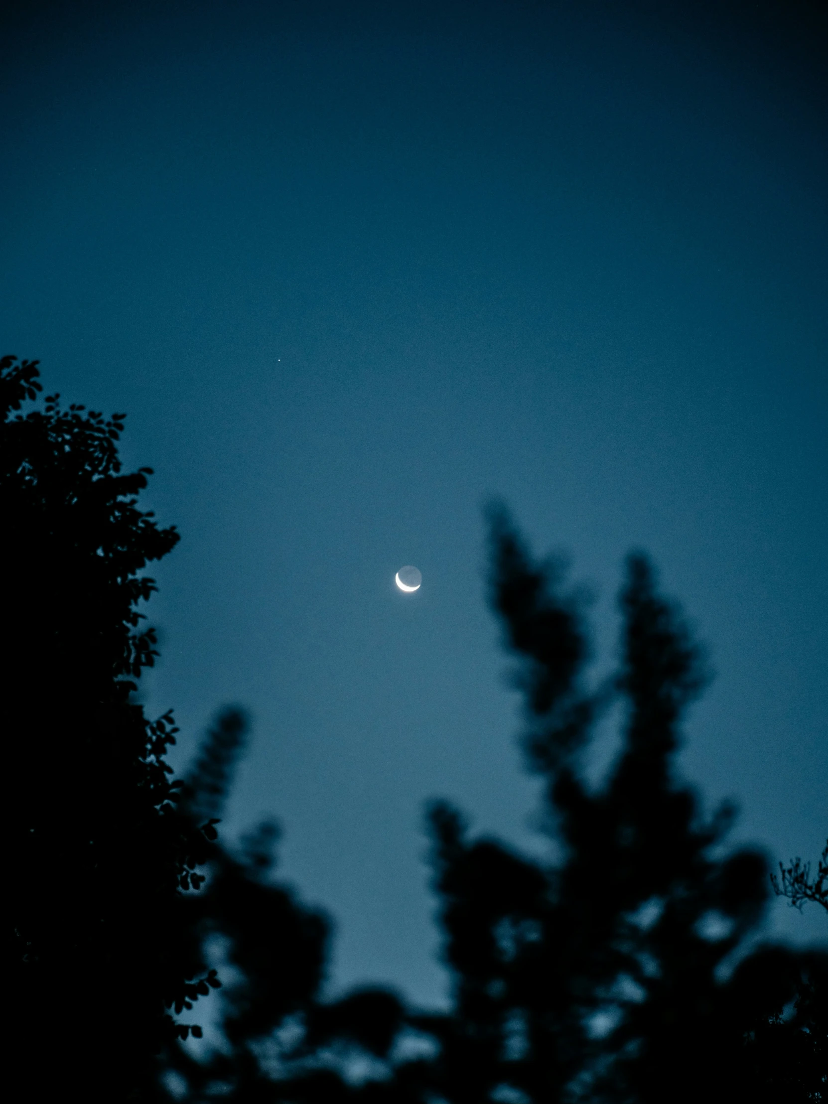 trees silhouetted against the night sky with a moon in the background