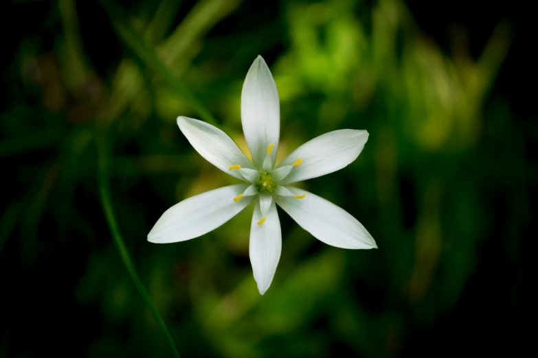 a white flower with yellow tips sits on the ground