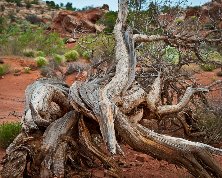an old, broken tree sitting in the desert