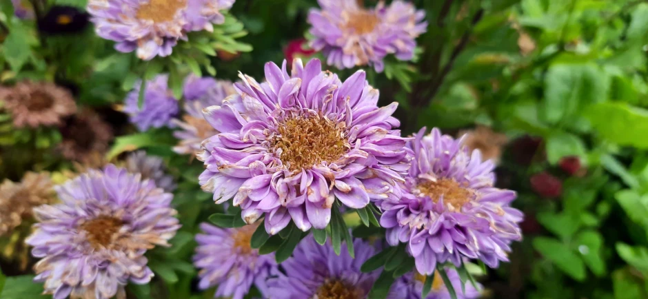 purple flowers are growing and in the ground