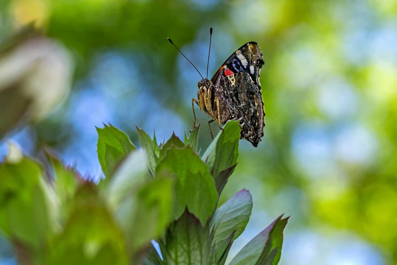 a erfly resting on top of a leaf