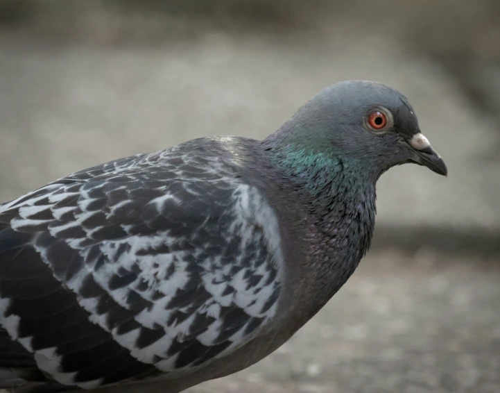 a close up view of a black and white pigeon on the pavement