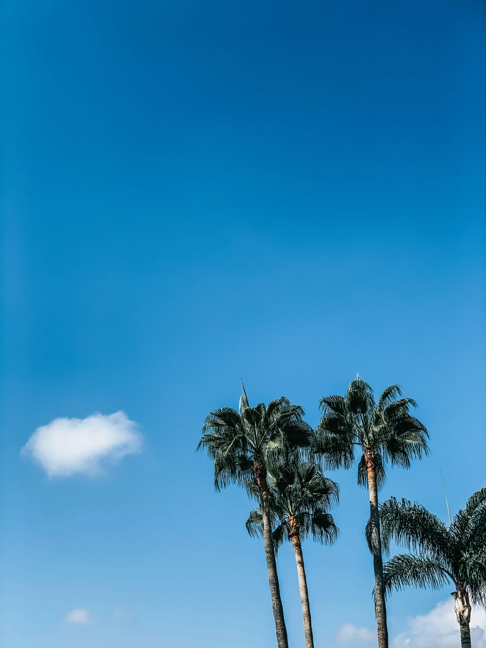 palm trees in the foreground and a blue sky in the background