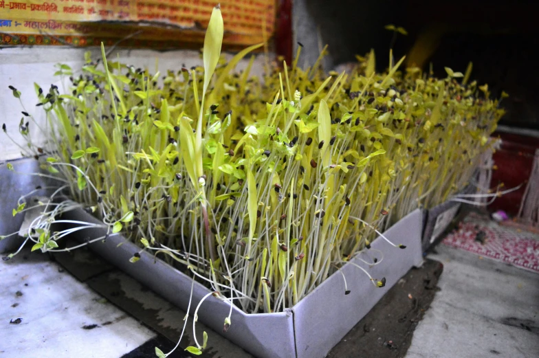 plants with green leaves and small buds in a tin