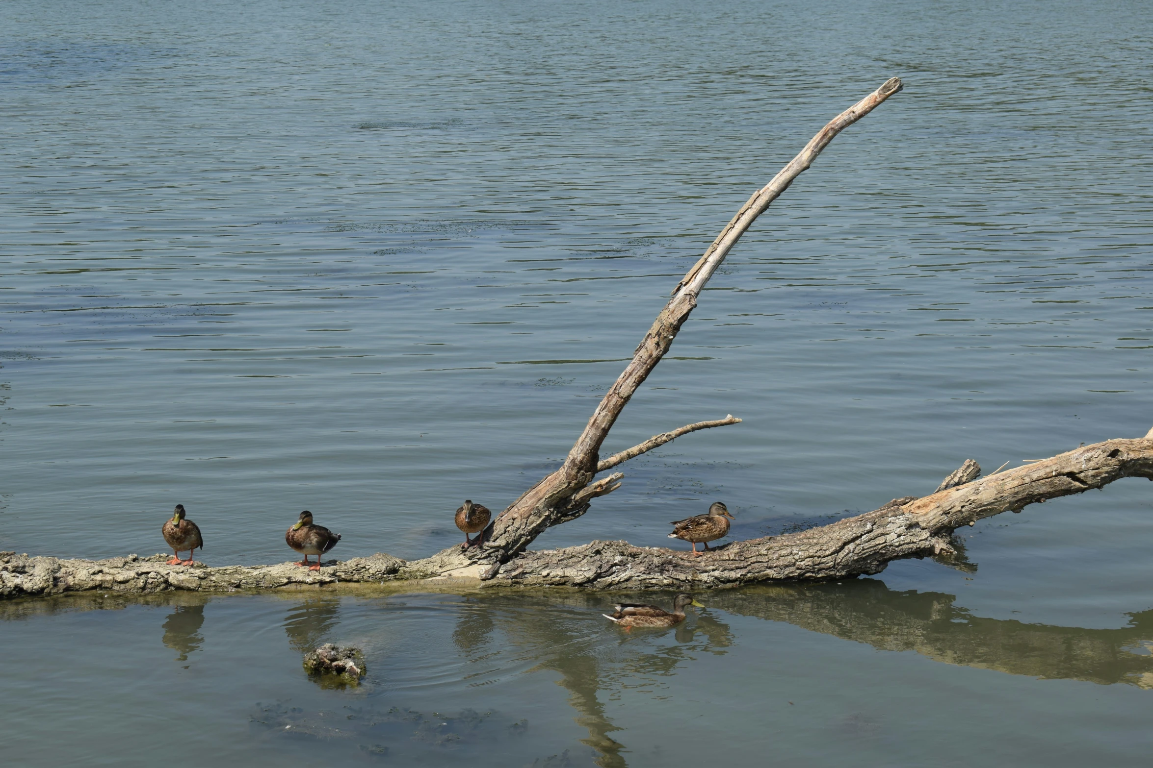 a dead tree that has some birds sitting on it