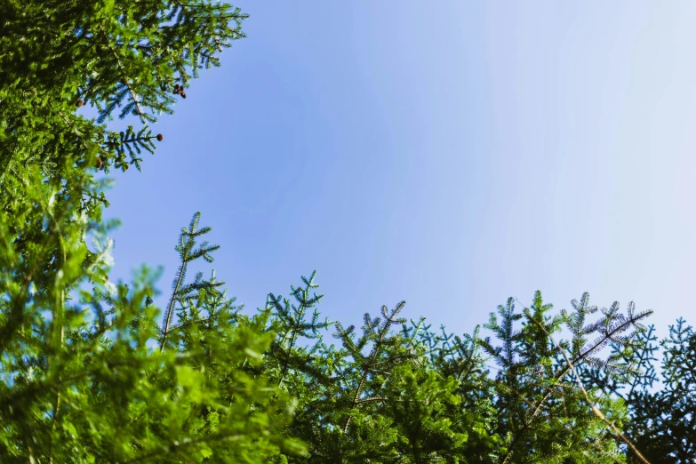 trees with green leaves are growing in a blue sky