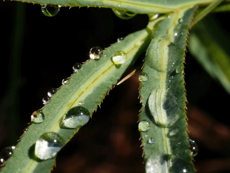 a green leaf with water drops hanging from it