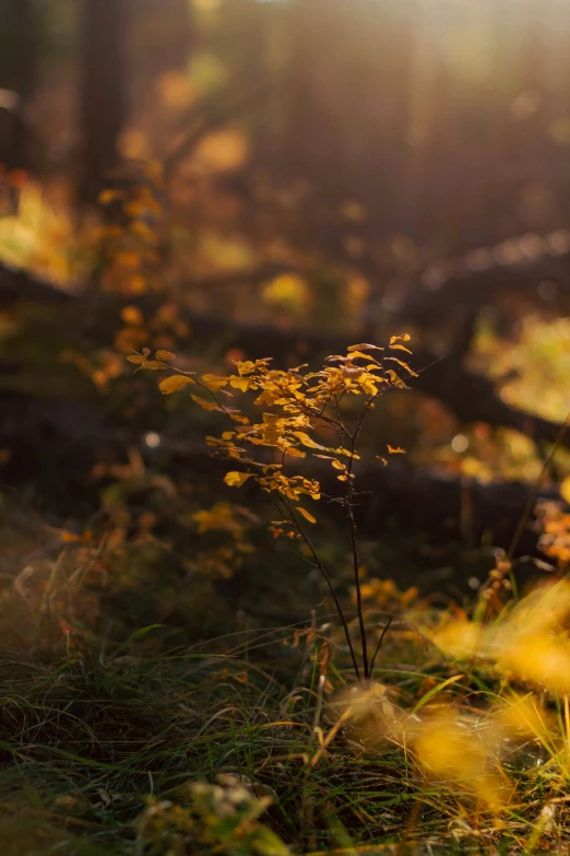 sunlight shining through the trees and onto yellow weeds