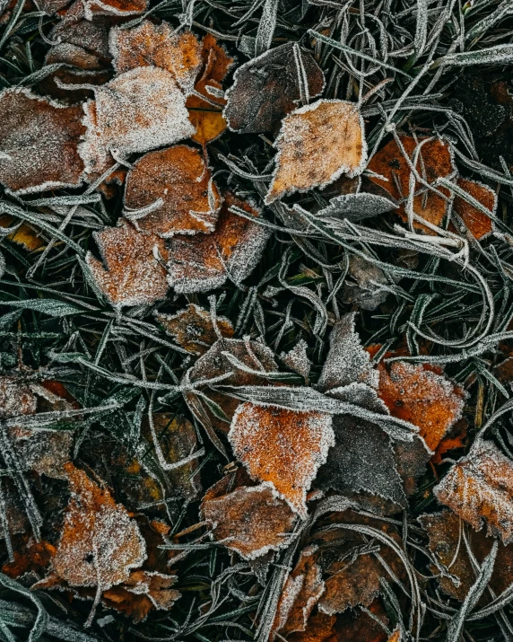 the leaves are covered with frost in this image