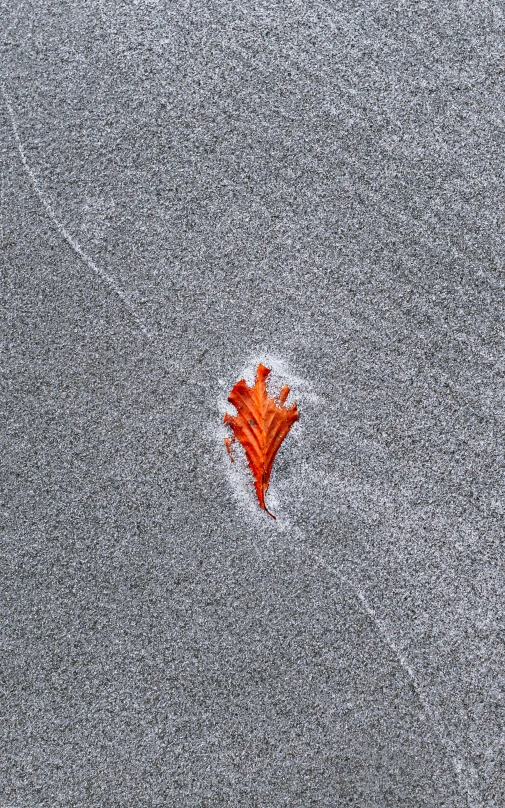 a maple leaf partially submerged in ice