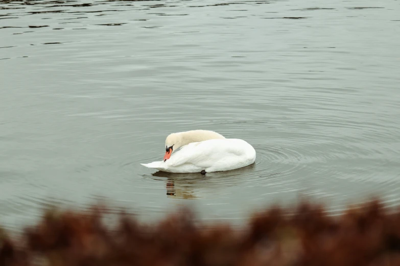 a white swan is in the water with its head back