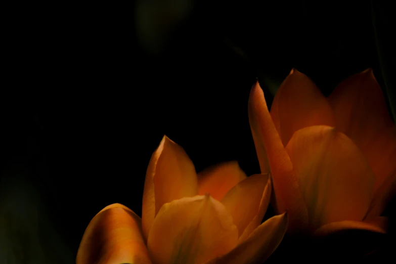 a close up of an orange flower in the night