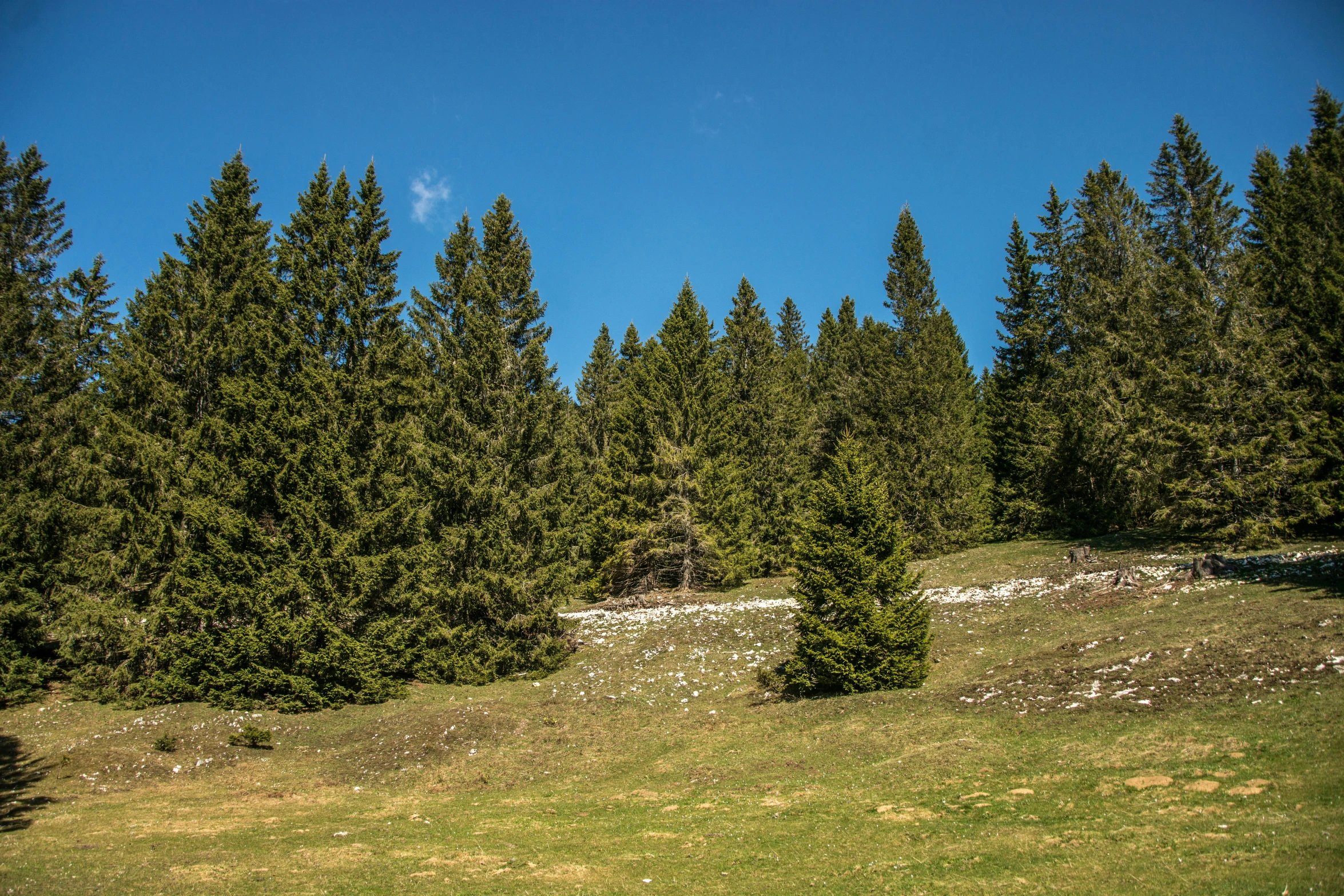 a group of trees sitting on top of a lush green hillside