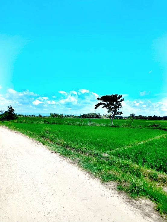 a dirt road running between a lush green field and a single tree
