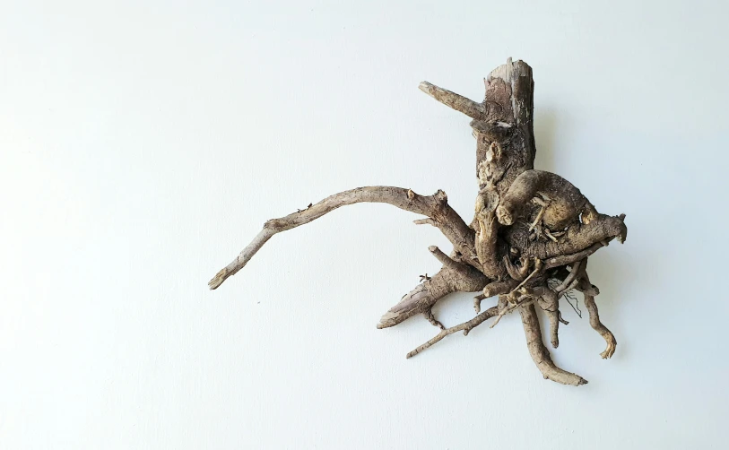 an old looking spider is standing up with its legs exposed