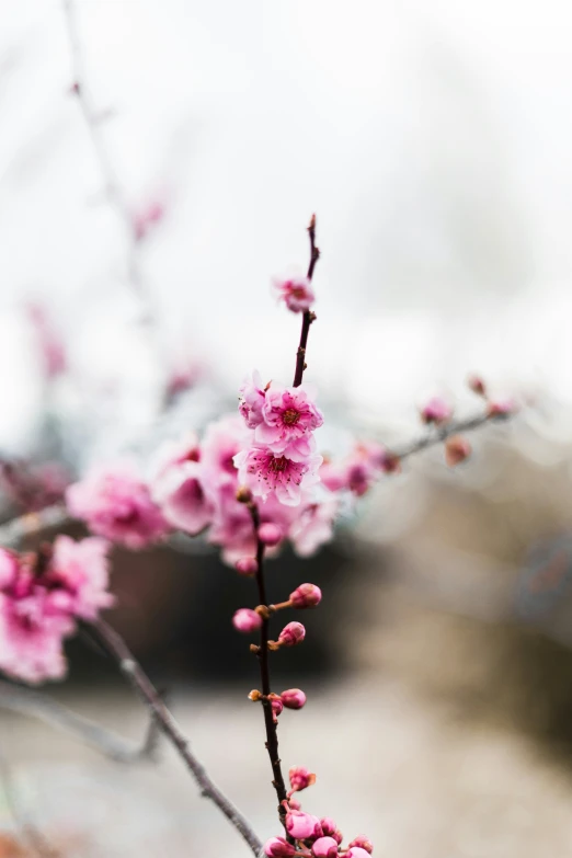 a closeup of some pretty pink flowers