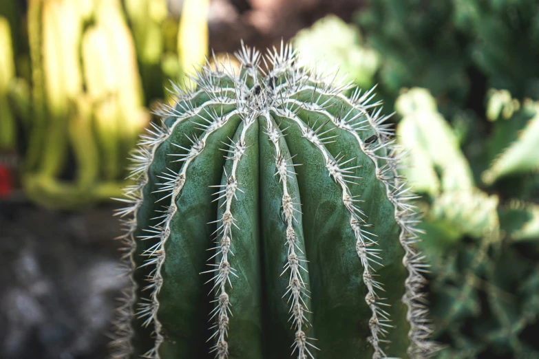 a cactus has many long, sharp needles