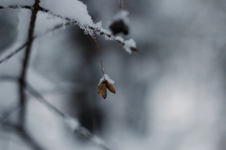 some snow and two twigs are hanging from the nches